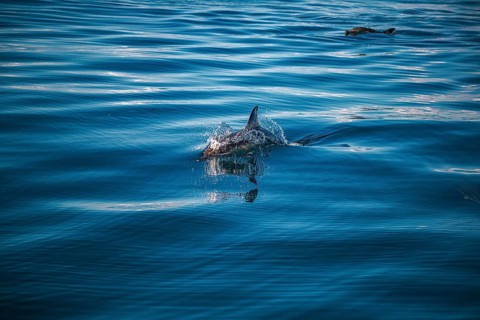 A dolphin swims in the sparkling blue ocean, the sun glints off the water, a short-beaked common
