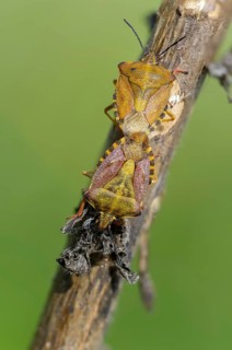 Black-shouldered shieldbug, carpocoris purple ipennis, heteroptera, purple tree bug, purple fruit