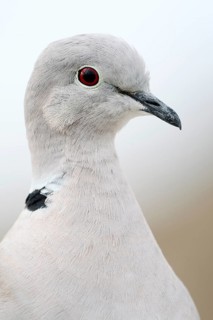 Eurasian Collared Dove (Streptopelia decaocto), portrait, Fuerteventura, Canary Islands, Spain