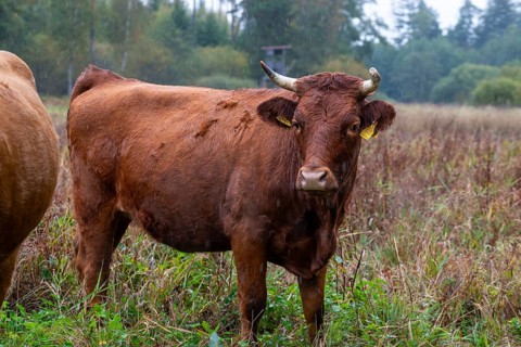 Artiodactyla, Bavaria, Bos Taurus sspec.5, cattle, even-toed ungulate, Höhenvieh, Upper Palatinate,