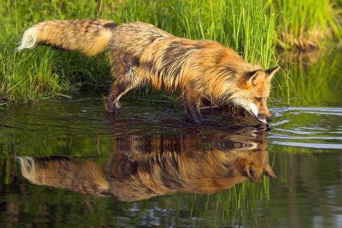 Red fox (Vulpes vulpes), Minnesota, USA. A fox is drinking or inspecting the water, its reflection