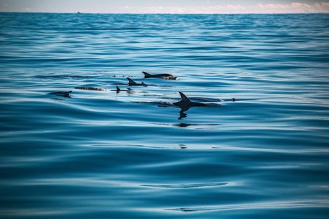 A pod of dolphins cuts through the water as they swim in the ocean: short-beaked common dolphins
