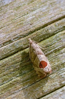 Blackberry shoot moth, epiblema uddmaniana, notocelia uddmanniana, bramble shoot moth, high size,