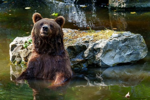 Brown bear (Ursus arctos), Germany. A bear is sitting relaxed in the water next to a large rock