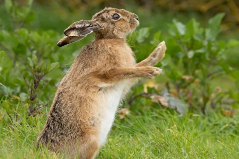European brown hare (Lepus europaeus) adult animal stretching in grassland, England, United Kingdom
