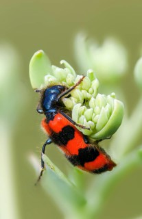 Bee beetle, bee wolf, common bee beetle, immense wolf, Trichodes apiarius, beetle, coleoptera, high