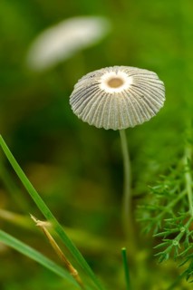 Coprinus plicatilis, common slice tintling, parasola plicatilis, slice tinting, fungi, fungus, high