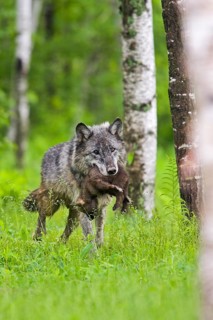 Timberwolf, wolf, American wolf (Canis lupus lycaon), Minnesota, USA: A wolf carries a young
