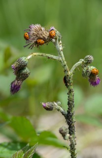 Coccinella septempunctata, seven-spotted ladybird, beetle, coleoptera, high size, portrait format,