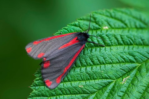 Blood bear, jacobscraut bear, carmine bear, Tyria jacobää, butterfly, cinnabar moth, insects,