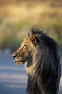 Lion (Panthera leo). Black-maned Kalahari male. In the light of the early morning. Kalahari Desert,