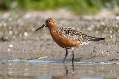 Calidris canutus, knot, knutt, coastal sandpiper, red knot, birds, breeding plumage, brood dress,