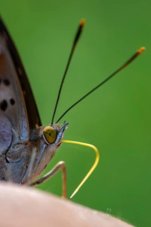 Apatura ilia, small Schiller butterfly, Lesser purple emperor, butterfly, high size, portrait
