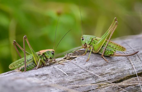 Decticus verrucivorus, grasshoppers, deciduous locusts, wart biters, ensifera, female,