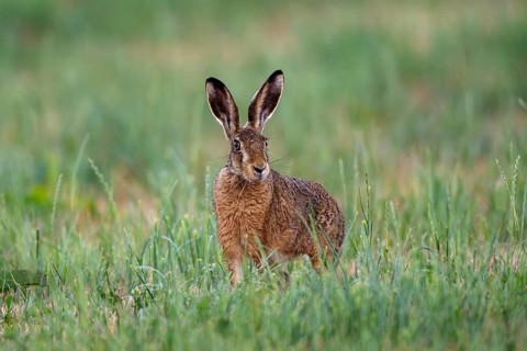 European hare (Lepus europaeus), Vulkaneifel, Rhineland-Palatinate, Germany