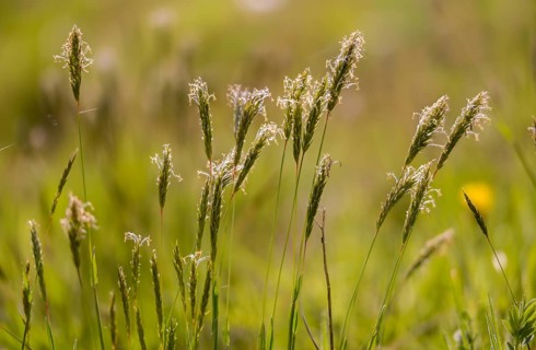 Anthoxanthum odoratum, common ruchgrass, poaceae, ruchgrass, sweet grass, meadow ruchgrass, flora,