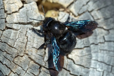 Apidae, bees, blue wood bee, large wood bee, hymenoptera, violet-winged wood bee, xylocopa
