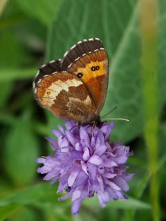 A butterfly, the White-banded Brown (Erebia ligea), with orange-brown wings, resting on a purple