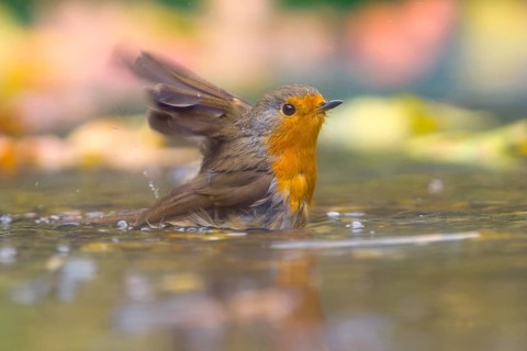 A robin (Erithacus rubecula) bathing in shallow water, Hesse, Germany