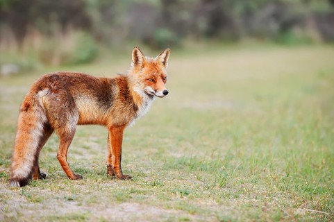 A red fox (Vulpes vulpes) stands in a meadow, the Netherlands