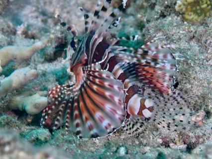A zebra dwarf firefish (Dendrochirus zebra) with its fins spread out, resting on the sandy seabed,