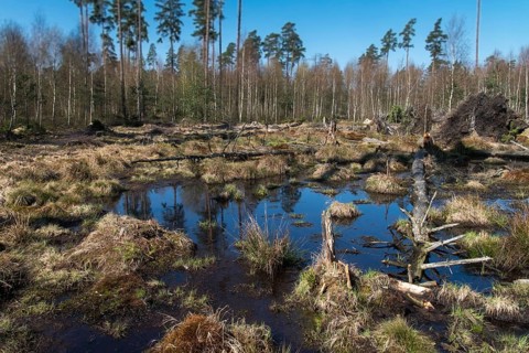 Germany, Greiz, Pöllwitzer Wald, Thuringia, Bog, Landscape, Marsh, Moor, Vogtland, Rewetting
