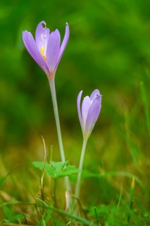 Colchicaceae, Colchicum autumnale, autumnless, timeless plants, autumn crocus, flora, high size,