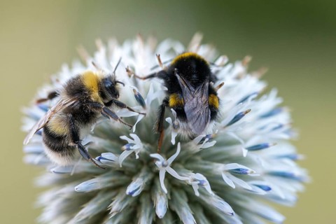 Apidae, bees, bombus lucorum, hymenoptera, insects, male, white-tailed bumblebee, hymenoptera,