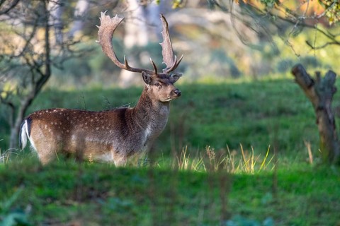 Fallow deer (dama dama), male, deer, Zandvoort, North Holland, Netherlands
