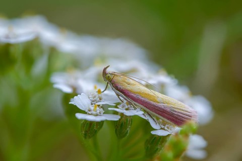 Half-red moth, oncocera semirubella, rhubarb moth, rosy-striped knot horn, insects, moths, moths,