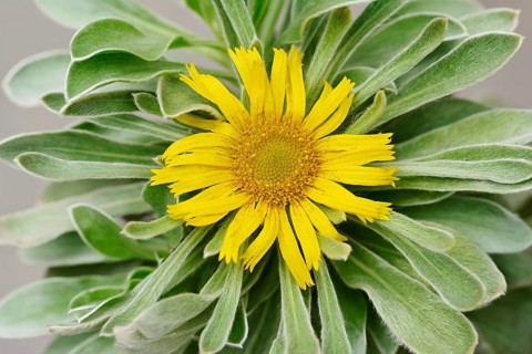 Coastal sand star or ducat flower (Pallenis maritima), flower, Algarve, Portugal
