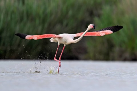 Pink flamingo (Phoenicopterus roseus), taking departure, Camargue Regional Nature Park, southern