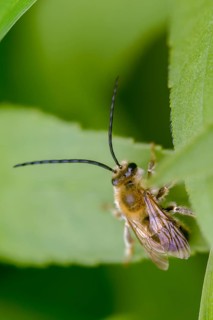 Apidae, bees, Eucera longicornis, early longhorn bee, hymenoptera, longhorn bee, May longhorn bee,