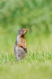 A Columbia ground squirrel (Urocitellus columbianus, Spermophilus columbianus) stands upright in a