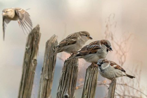 House sparrow, passeri, songbirds, sparrow, birds, female, garden fence, male, passeri, songbirds,