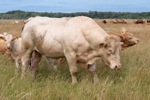 Artiodactyla, Bos Primigenius Taurus, cattle, even-toed ungulate, Germany, Großer Schwerin,