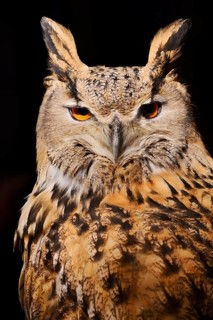 Siberian Eagle Owl (Bubo bubo sibiricus), portrait, in captivity, found in Russia and Siberia