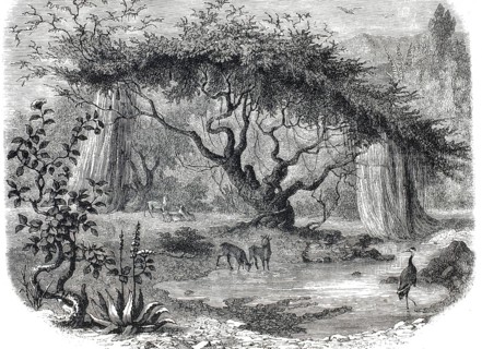 Jungle scene or jungle scene, a mighty, gnarled tree with a wide crown from which aerial roots or