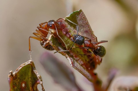 Ants, ant, brown-black wood ant, brown-black horse ant, Camponotus ligniperdus, chequered blue,