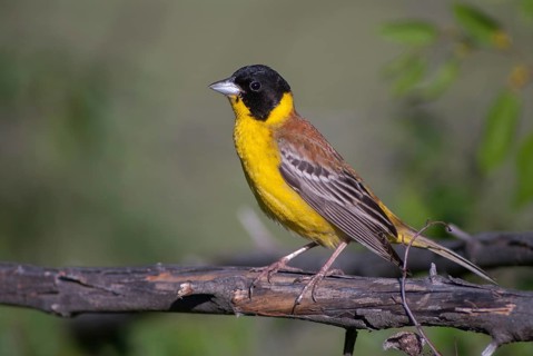 Black-headed bunting, Emberiza melanocephala, caped bunting, birds, Bulgaria, male, passeri,