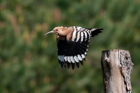 Brandenburg, Germany, Hoopoe, Nabu, national natural heritage, Grünhaus natural paradise, upupa