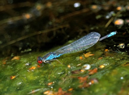Erythromma viridulum, small pomegranate eye, small red-eyed damselfly, damselflies, dragonflies,