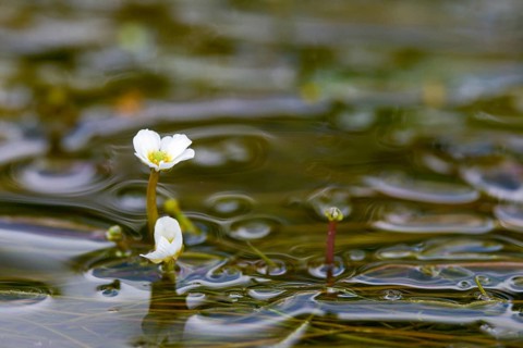 Fluding buttercup, flooding water buttercup, Ranunculus fluitans, flora, buttercup, plants, river
