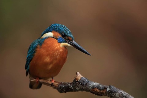Side view of a kingfisher sitting alertly on a branch, kingfisher (Alcedo atthis), kingfisher