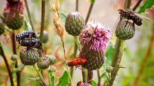 Close-up shots of various insects, the mourning rose chafer (Oxythyrea funesta) and the common red