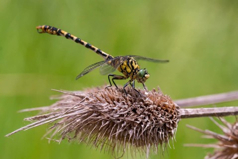 Green-eyed hook-tailed dragonfly, green-eyed hooktail, small pincertail, dragonfly, onychogomphus