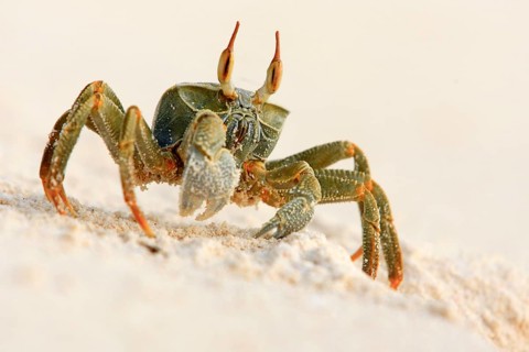 Ghost crab (Ocypode ceratopthalmus), Seychelles, Bird Island, a crab on the sand, photographed from