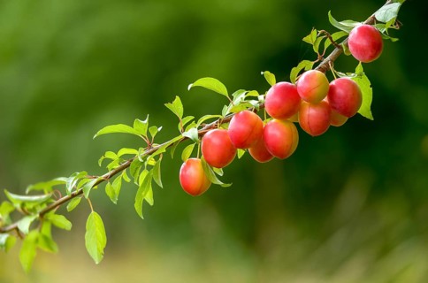 Yellow plum, mirabelle, Prunus domestica subsp. syriaca, rosaceae, rose family, flora, plants