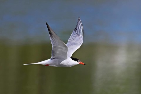 Common tern (Sterna hirundo), in flight, Saintes-Marie-de-la-Mer, Camargue, southern France, France