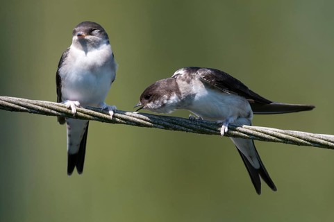 Delichon urbica, house martin, house martins, birds, adolescent, juvenile, passeri, swallows,